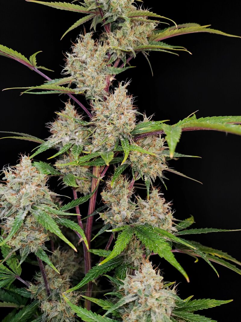 Guava Auto, Фасовка: 5, изображение 27